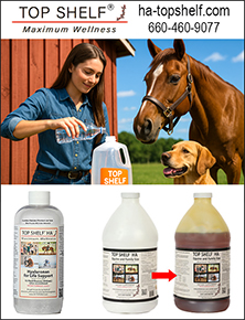 Top Shelf Hyaluronic Acid for Horses