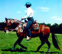 Tracy Porter and Numbered Horse Parts 