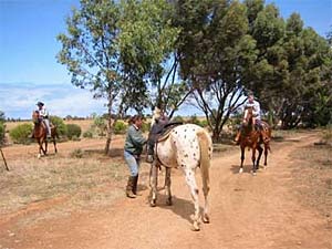 Equine First Aid Article