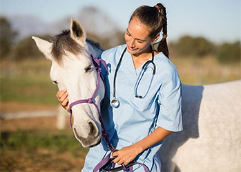 Learn How to Keep Your Horse Healthy!