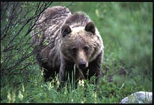 The Grizzly Bear