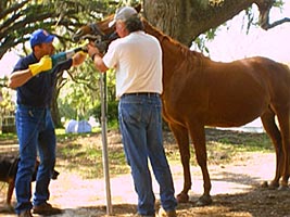 Horse Dental Work