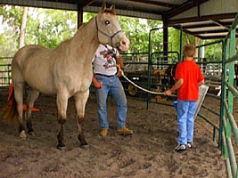 Taking care of horses.