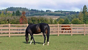 Horse Fencing 101 by Wind River Fence