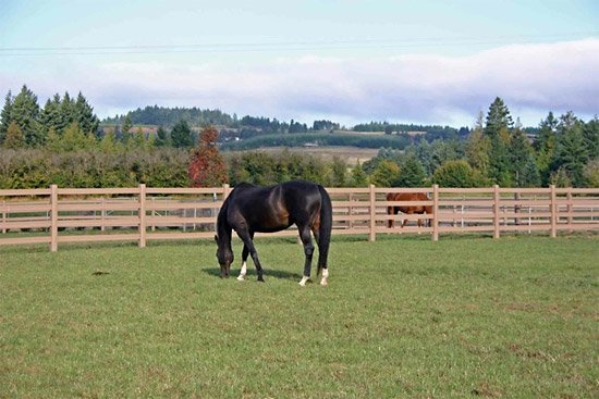 Sometimes you just can't tell the difference. WindRiver HDPE fence foreground, wood farm-plank background, Lexington, KY.