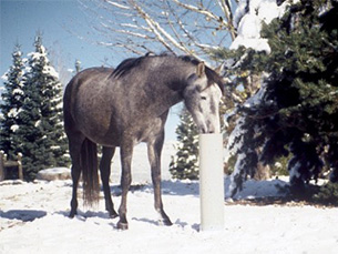 5-Tips to Tame Winter Horse Chores