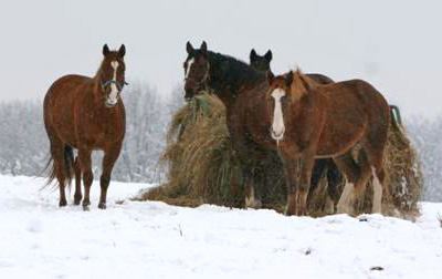 Feeding Hay