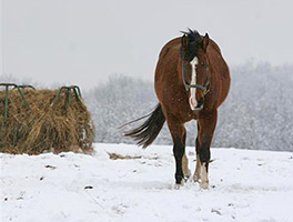 winterfeedhm