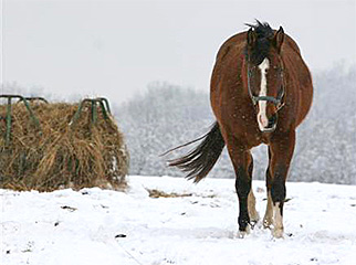 How to Feed Horses in Cold Weather