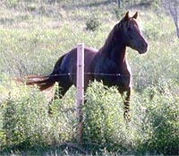 Worm article horse